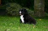 BORDER COLLIE 1476
